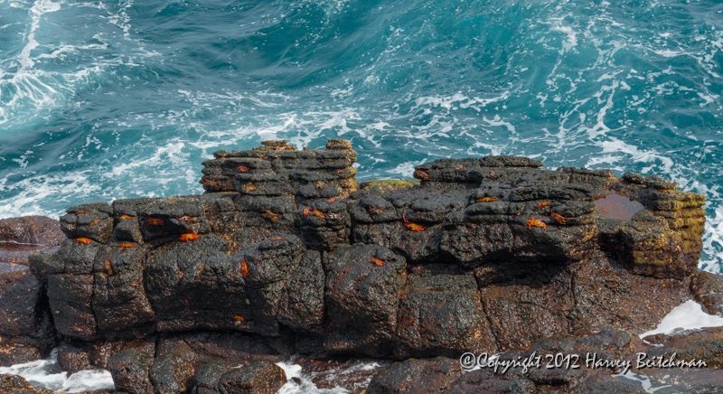 3624 Sally lightfoot crabs everywhere.jpg